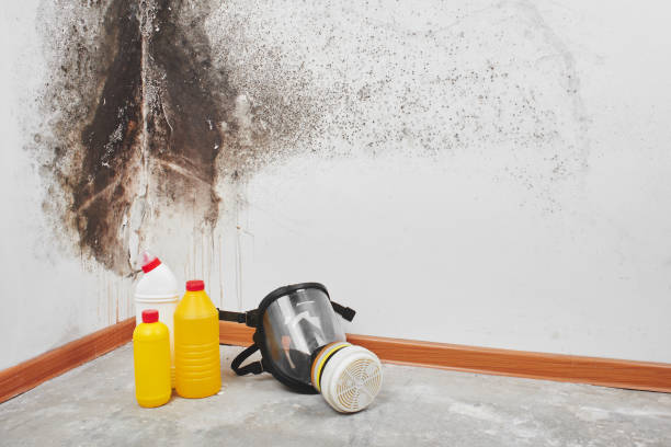 Best Attic Mold Removal  in Royalton, MN