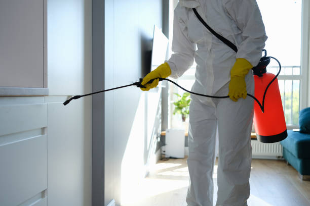 Attic Mold Removal in Royalton, MN